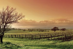 Linguini: Fantastic Restaurant WordPress Theme